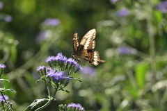 Papilio ornythion ornythion