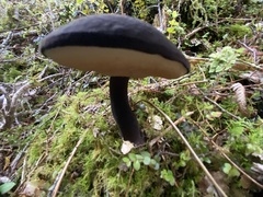 Tylopilus formosus