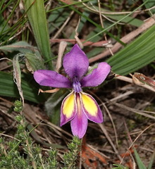 Babiana patula