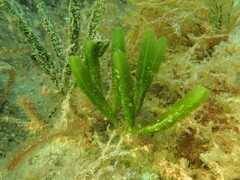 Caulerpa