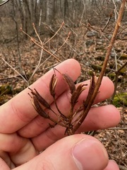 Rhododendron periclymenoides