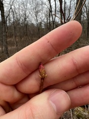 Rhododendron periclymenoides