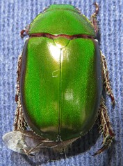 Anoplognathus punctulatus