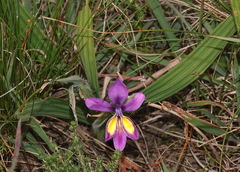 Babiana patula