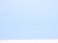 Branta hutchinsii