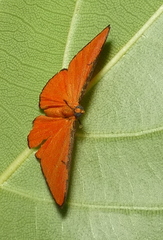 Mesene phareus