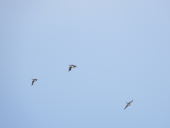 Branta hutchinsii