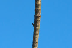 Melanerpes uropygialis