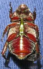 Anoplognathus punctulatus
