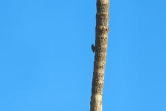 Melanerpes uropygialis