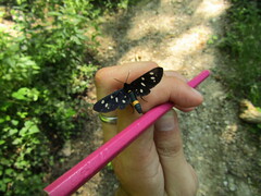 Amata