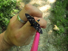 Amata