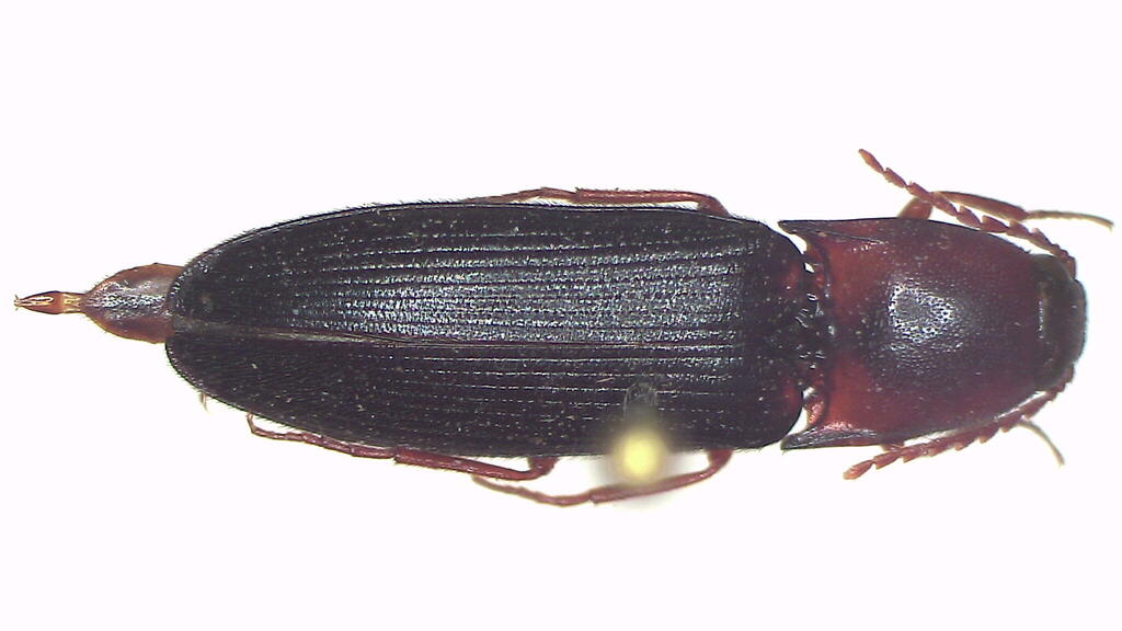 Megapenthes tinctipes