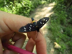 Amata