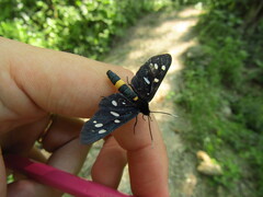Amata