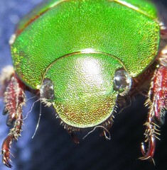 Anoplognathus punctulatus