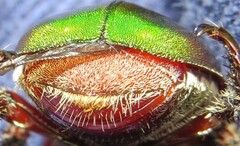 Anoplognathus punctulatus