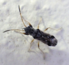 Pseudopachybrachius