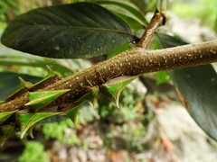 Umbonia spinosa