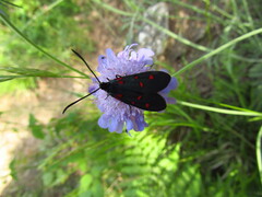 Zygaena transalpina
