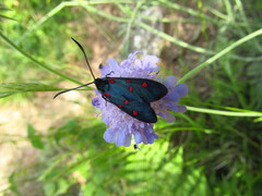 Zygaena transalpina