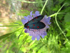 Zygaena transalpina