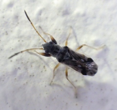 Pseudopachybrachius