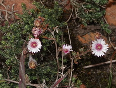 Drosanthemum striatum