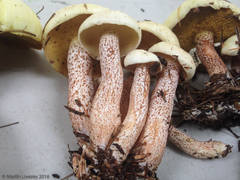 Suillus placidus