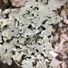 Heterodermia albicans