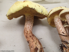 Suillus placidus
