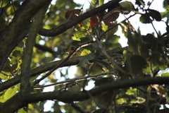 Piranga rubra