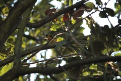 Piranga rubra