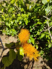 Combretum fruticosum
