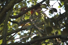 Piranga rubra