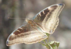 Auzakia danava danava