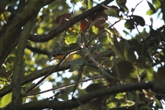 Piranga rubra