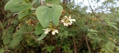Schnella glabra