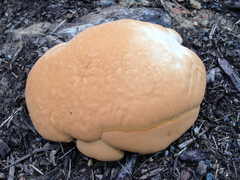 Ganoderma sessile