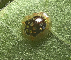 Plagiometriona microcera