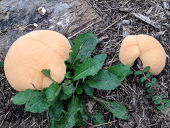 Ganoderma sessile