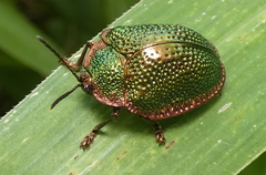 Polychalca punctatissima