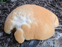 Ganoderma sessile