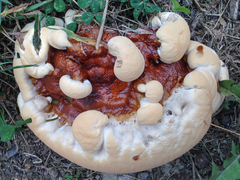 Ganoderma sessile
