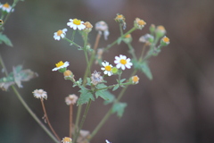 Perityle microglossa