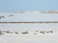 Branta hutchinsii