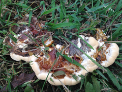 Ganoderma sessile