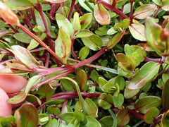 Epilobium macropus