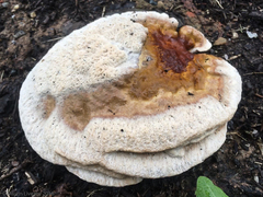 Ganoderma sessile