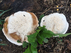 Ganoderma sessile